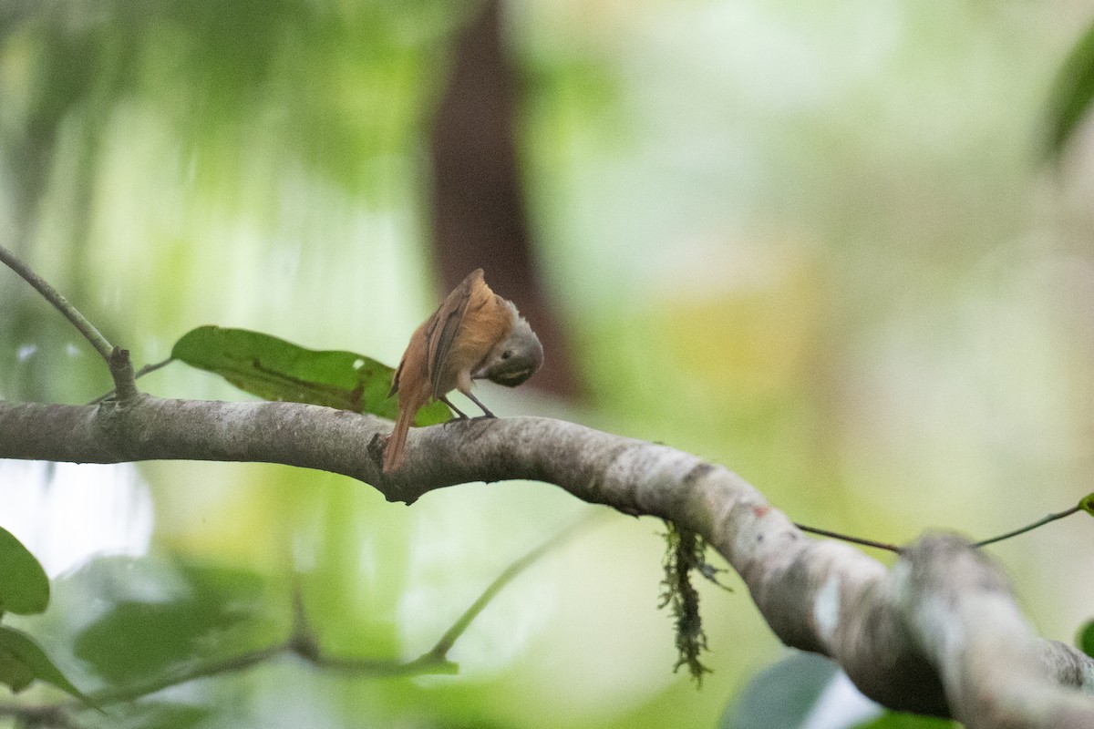 Cinnamon Manakin-Tyrant - ML620701726