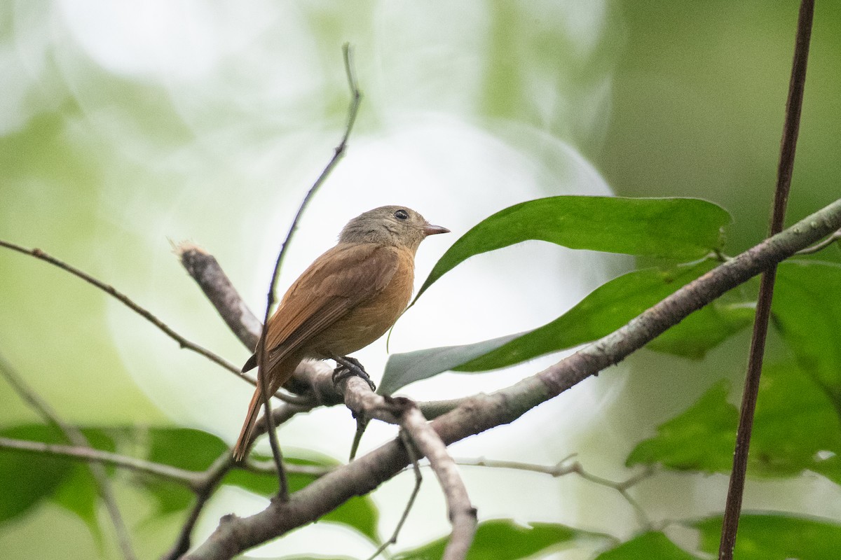 Cinnamon Manakin-Tyrant - ML620701727