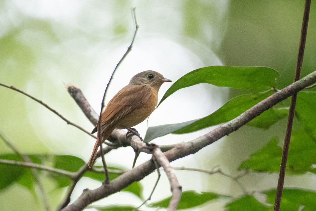 Cinnamon Manakin-Tyrant - Andre Moncrieff