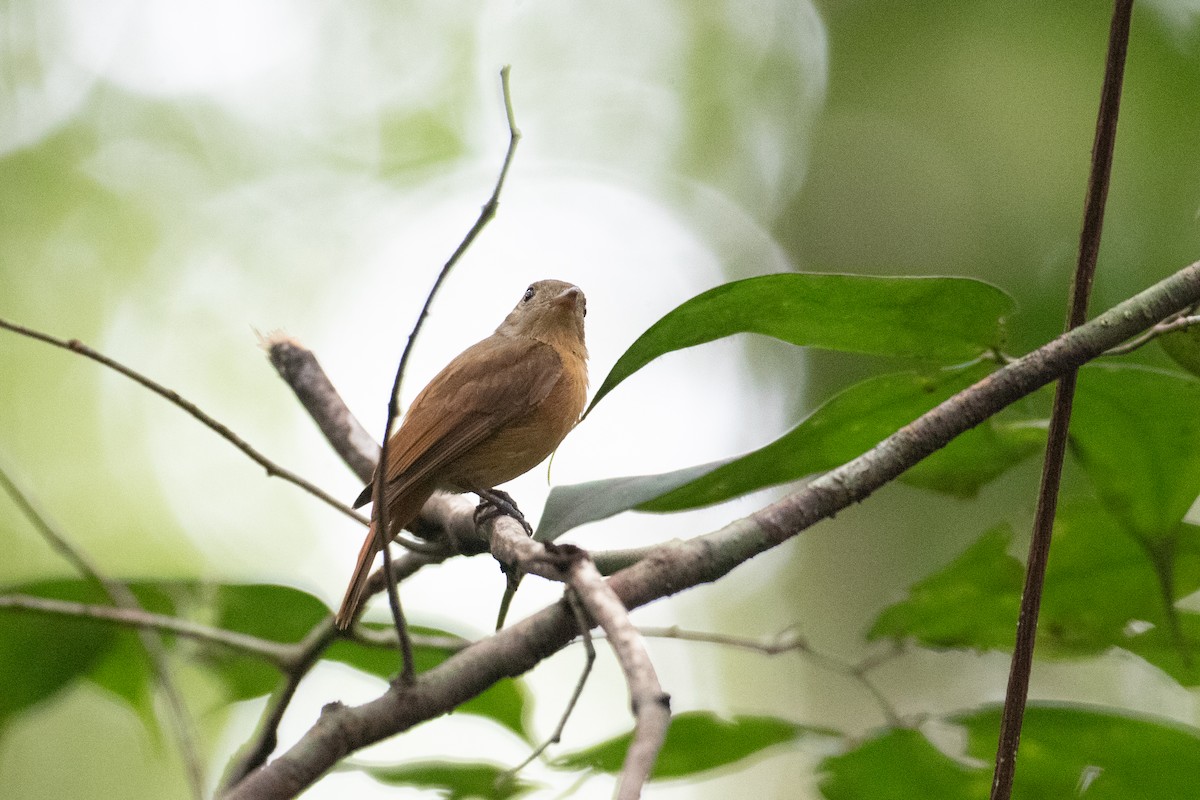 Cinnamon Manakin-Tyrant - ML620701729