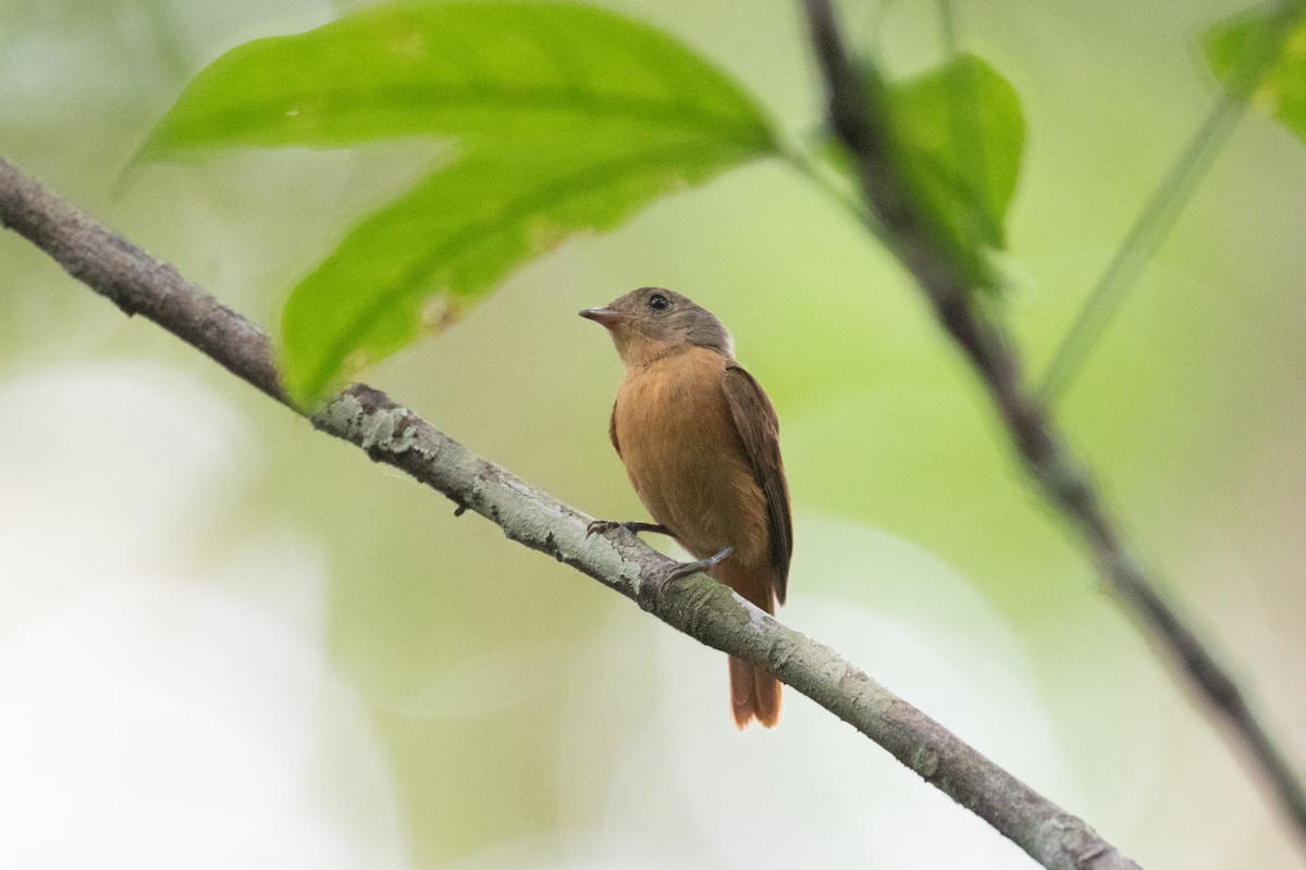 Cinnamon Manakin-Tyrant - ML620701731