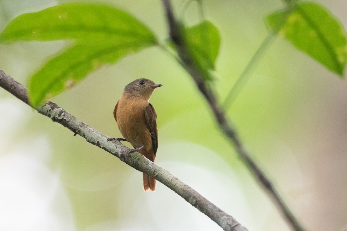 Cinnamon Manakin-Tyrant - ML620701732