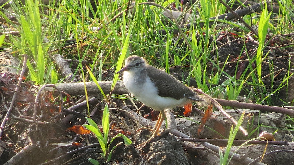 Spotted Sandpiper - ML620701747