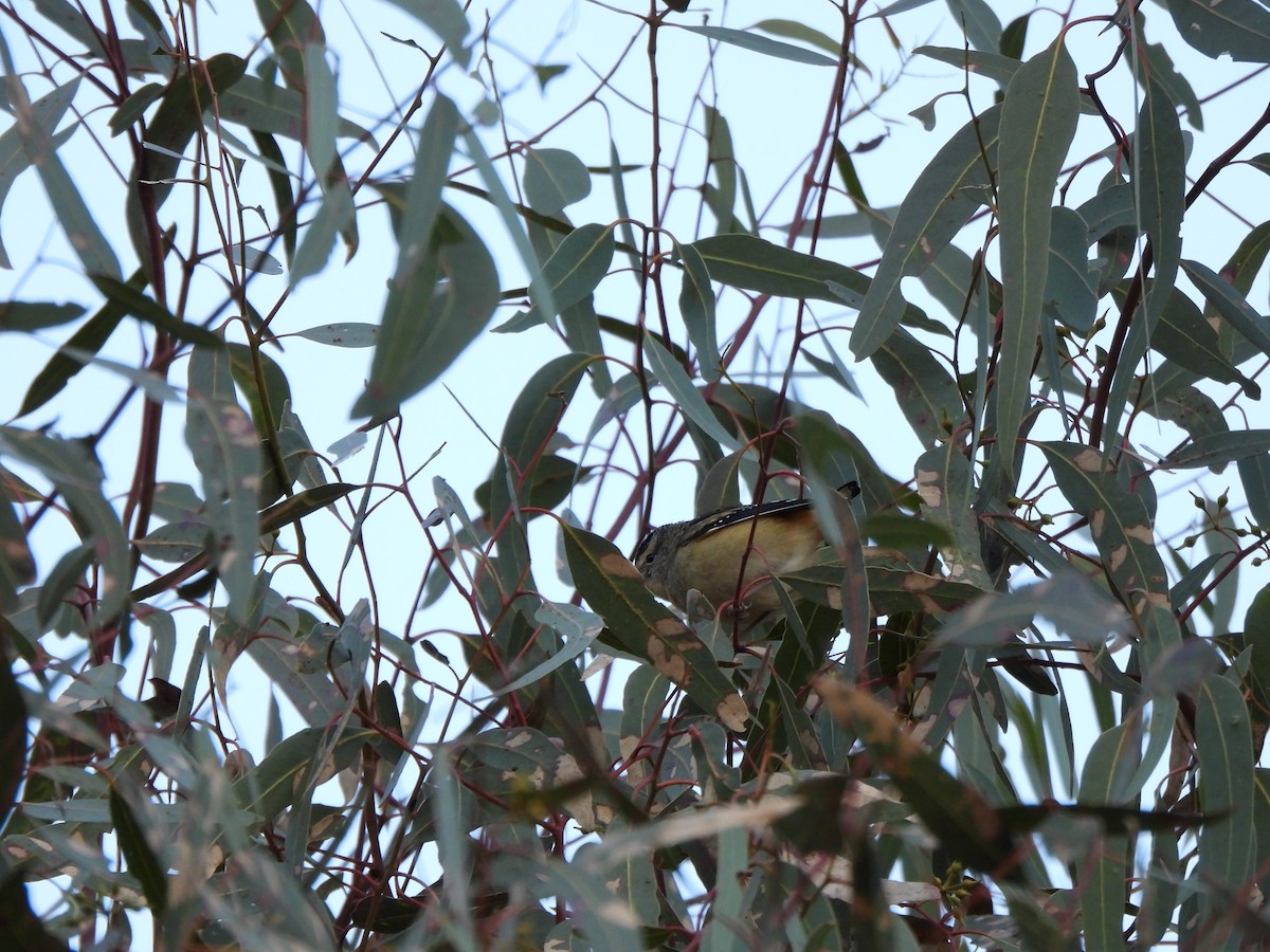 Spotted Pardalote - ML620701749