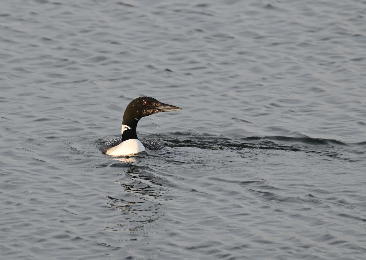 Common Loon - ML620701753