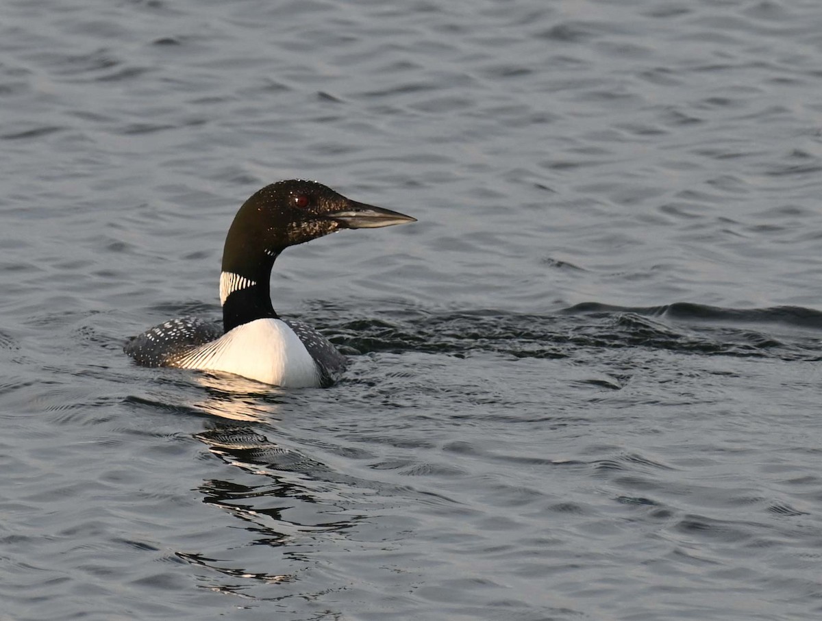 Plongeon huard - ML620701754