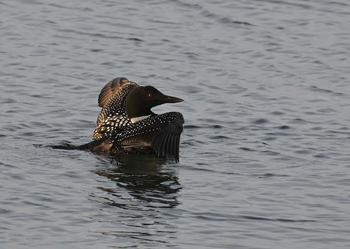 Common Loon - ML620701755