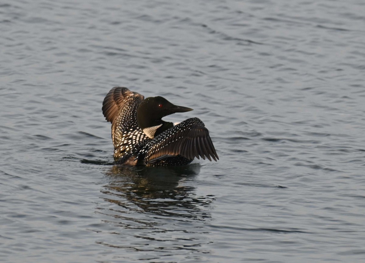 Plongeon huard - ML620701756