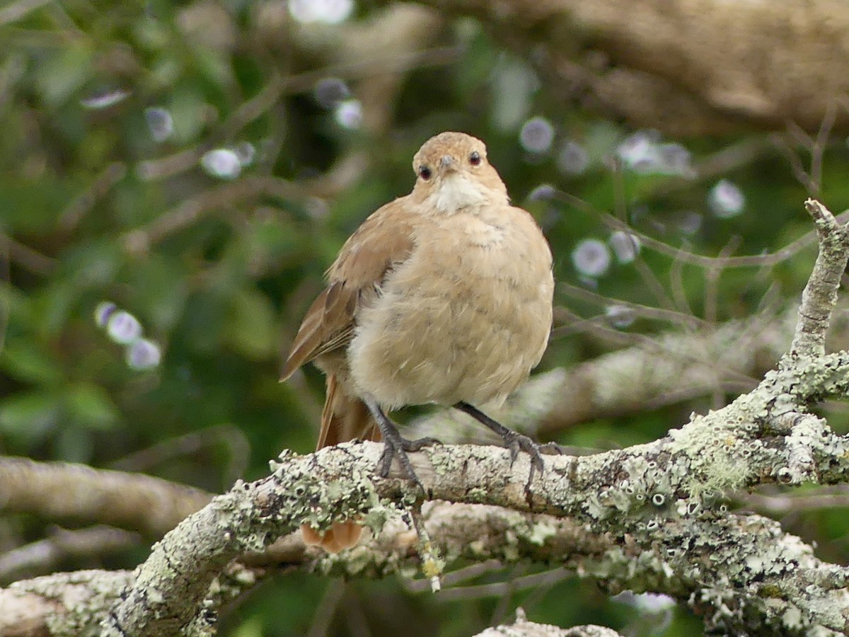 Rufous Hornero - ML620701757