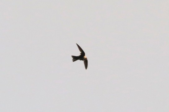 White-throated Swift - ML620701758