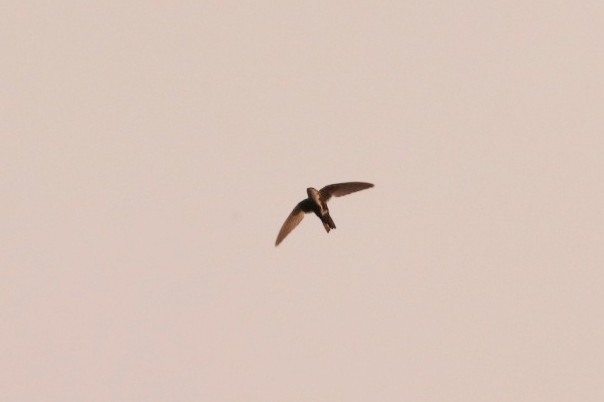 White-throated Swift - ML620701760