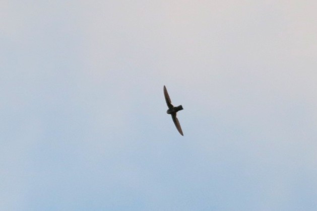 White-throated Swift - ML620701761