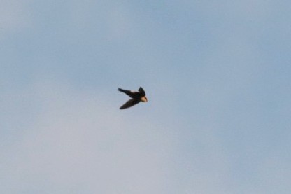 White-throated Swift - ML620701762