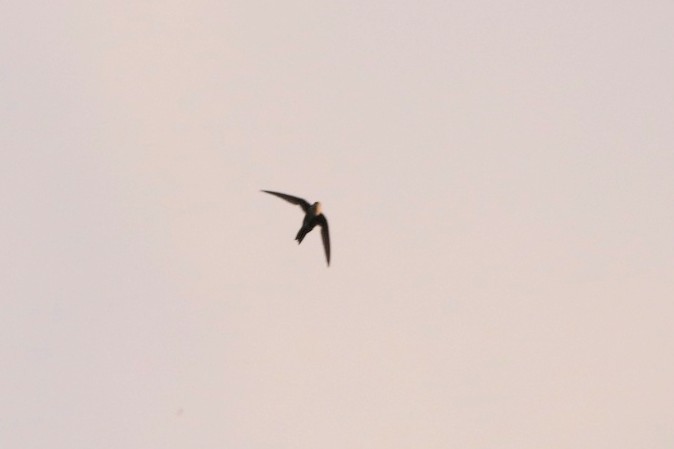 White-throated Swift - ML620701763