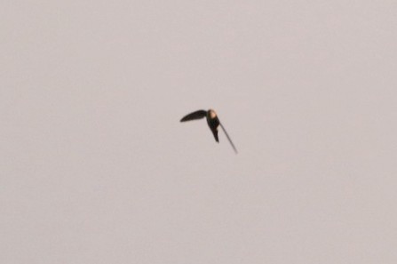 White-throated Swift - ML620701764