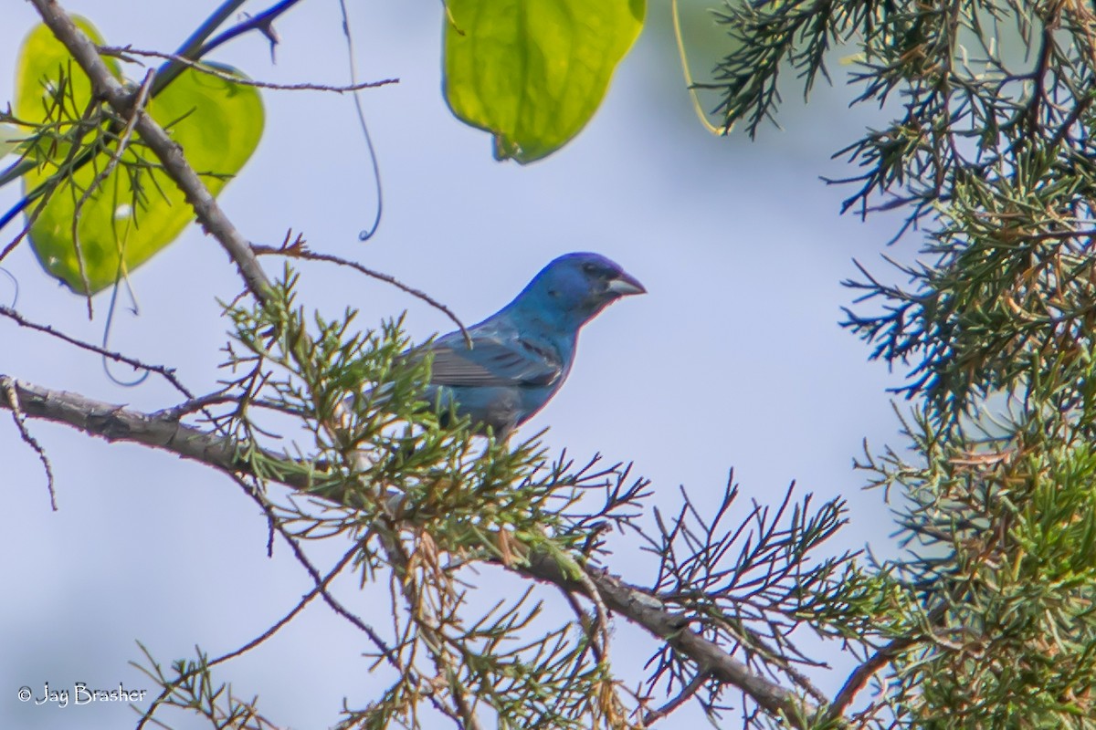 Indigo Bunting - ML620701765