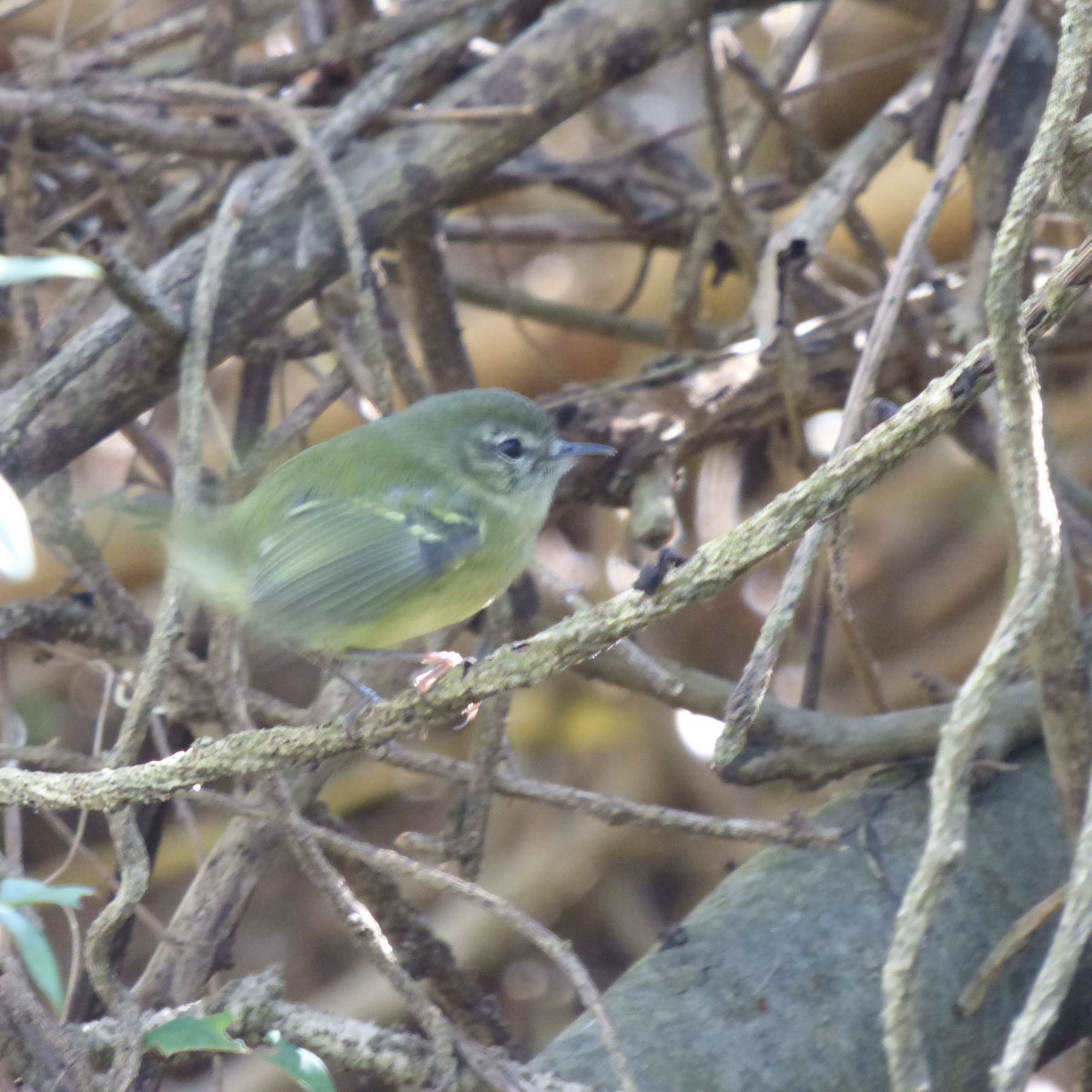 Mottle-cheeked Tyrannulet - ML620701766