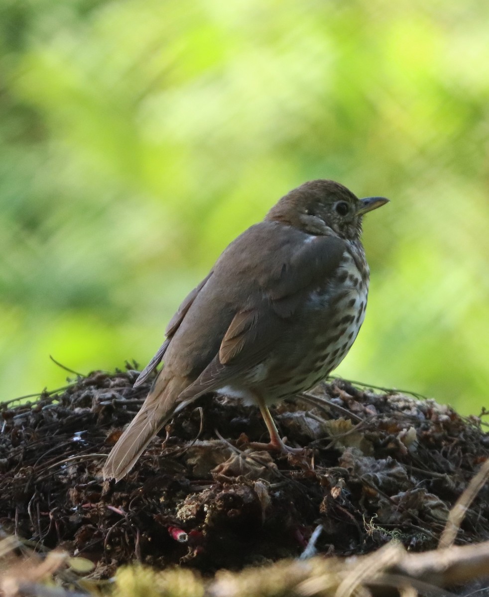 Song Thrush - ML620701768