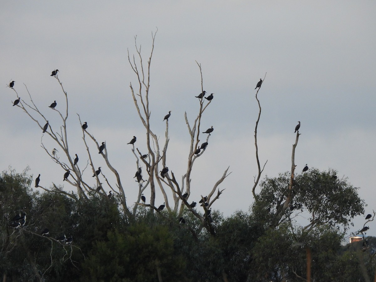 Great Cormorant (Australasian) - ML620701769