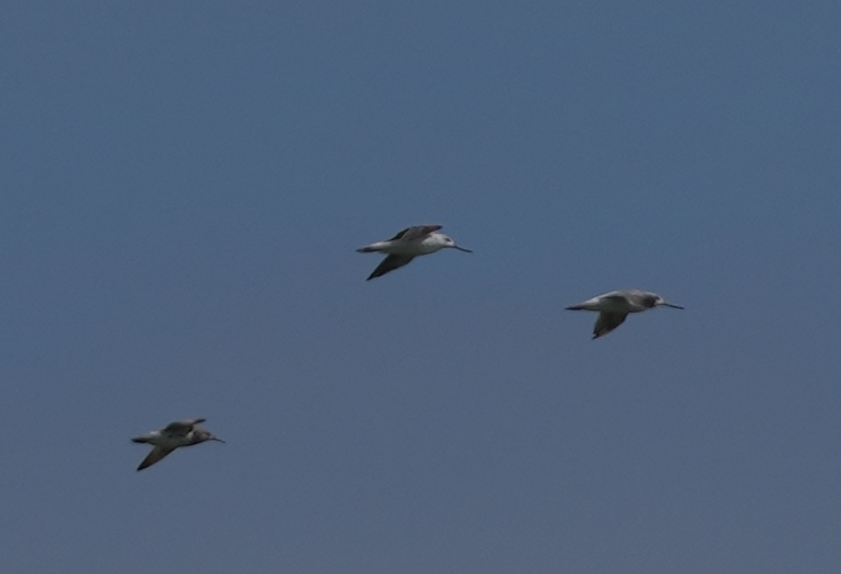 Nordmann's Greenshank - ML620701770