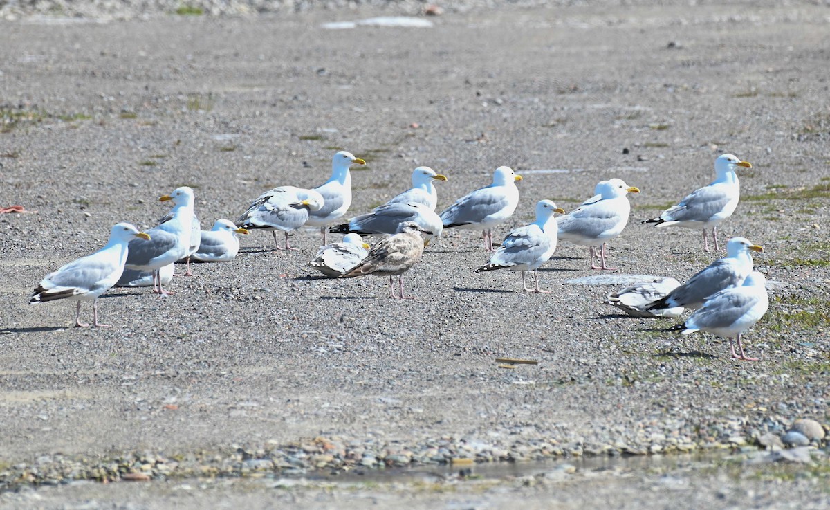 Herring Gull (American) - ML620701774