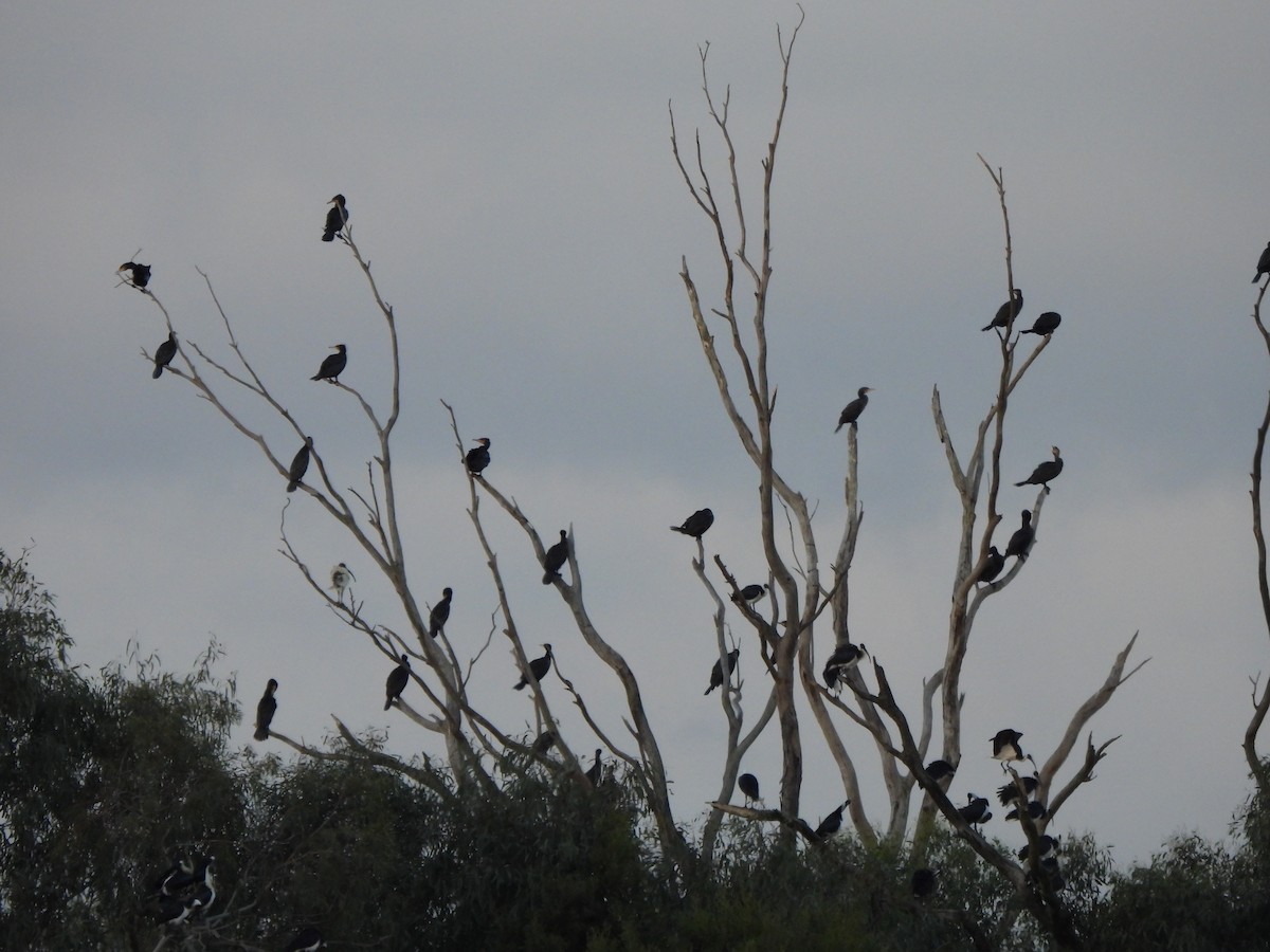 Great Cormorant (Australasian) - Jeffrey Crawley