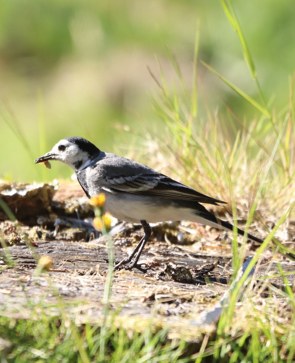 White Wagtail - ML620701776