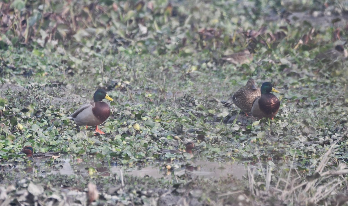 Mallard - Aishwarya Vijayakumar