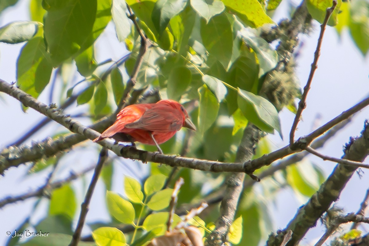 Summer Tanager - ML620701779