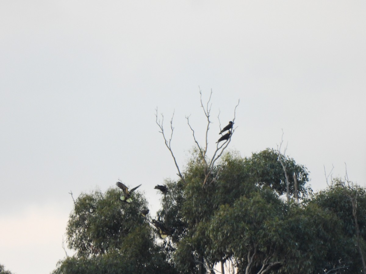 Yellow-tailed Black-Cockatoo - ML620701780