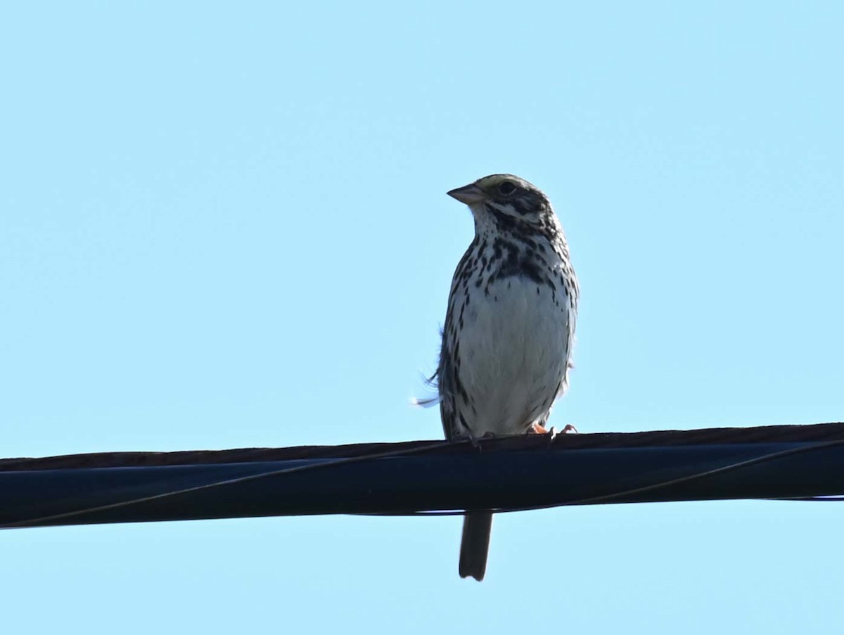 Savannah Sparrow - ML620701781