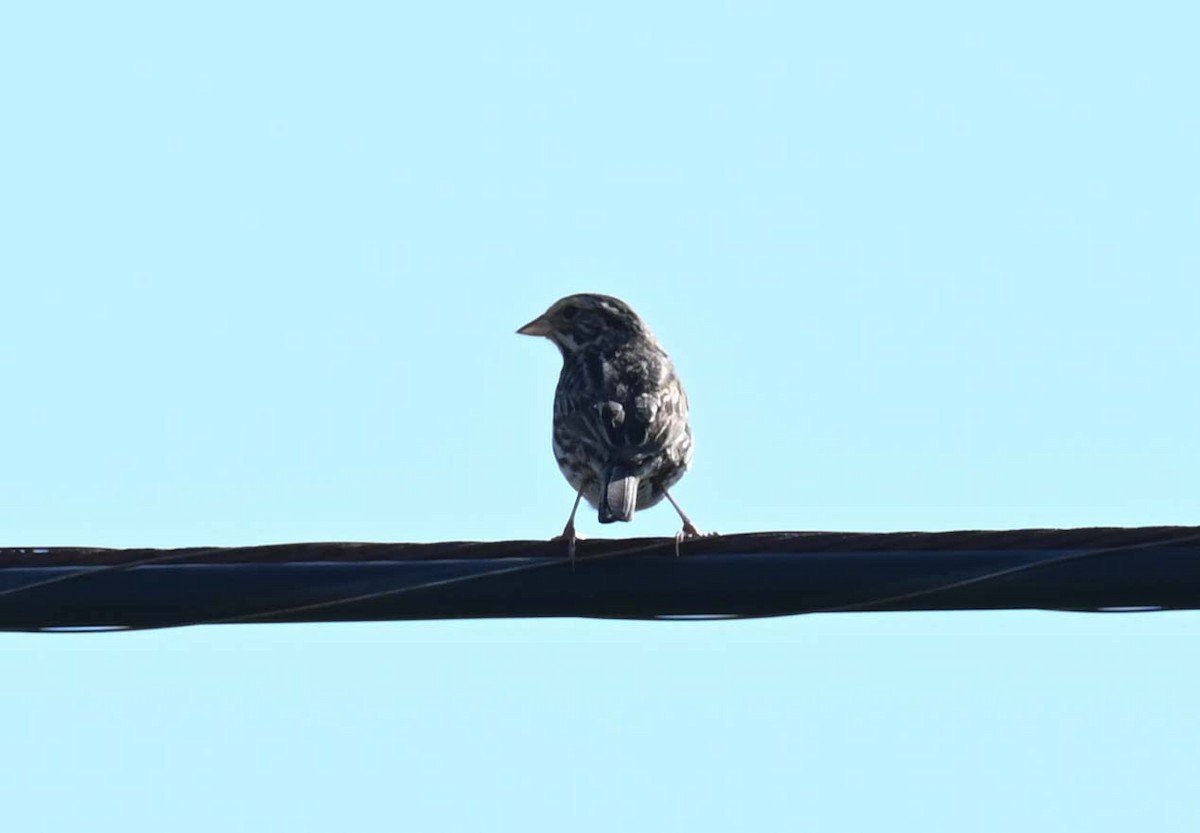 Savannah Sparrow - ML620701782