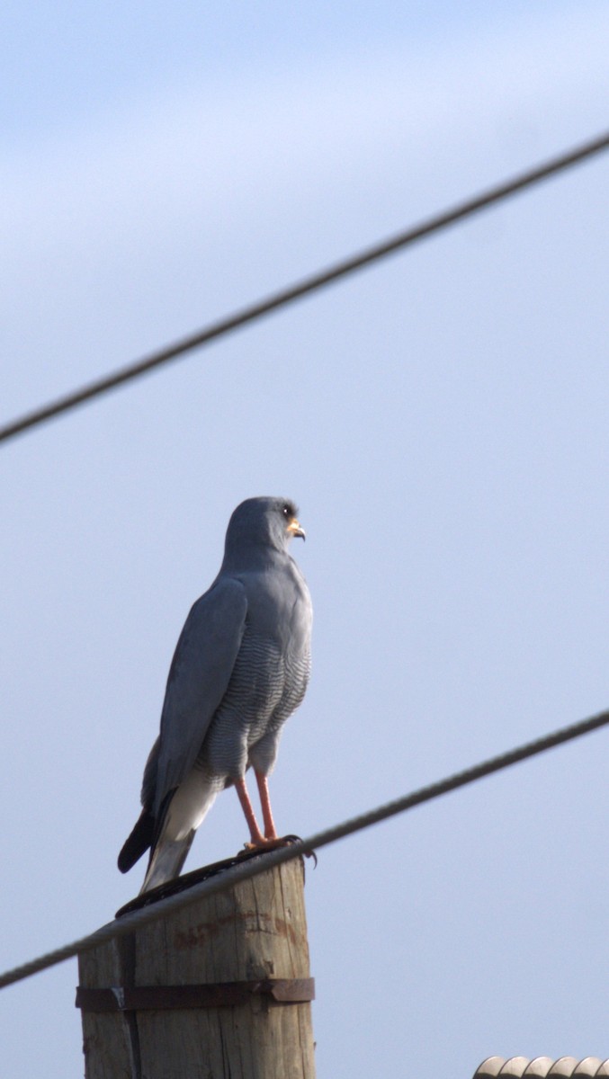 Eastern Chanting-Goshawk - ML620701783