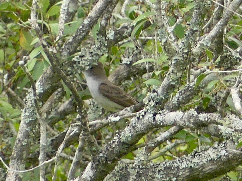 Swainson's Flycatcher - ML620701784