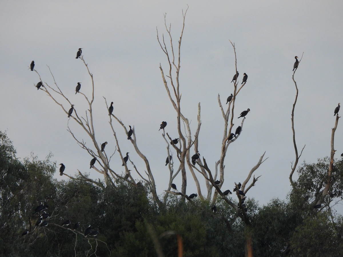 kormorán velký (ssp. novaehollandiae) - ML620701786