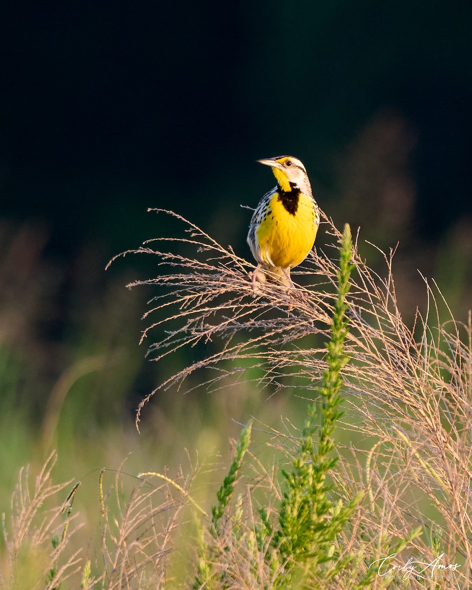 Eastern Meadowlark - ML620701788