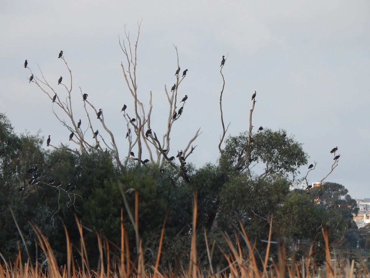 kormorán velký (ssp. novaehollandiae) - ML620701790