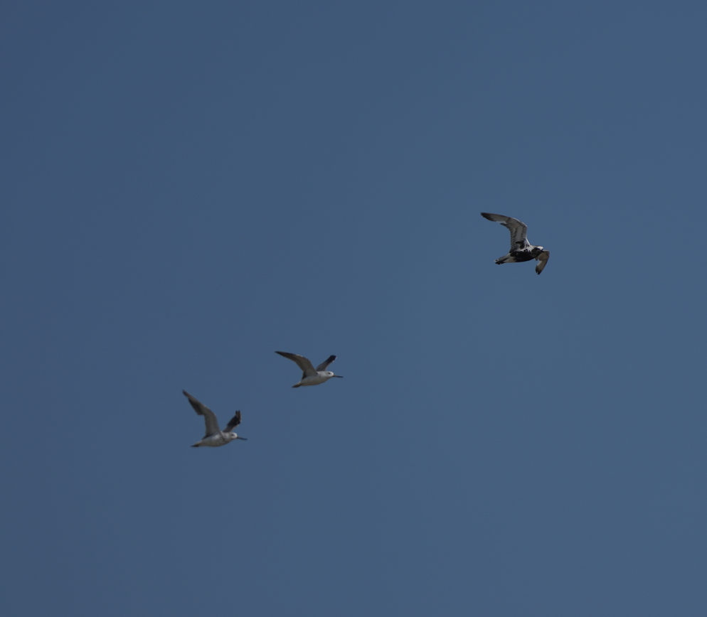 Nordmann's Greenshank - ML620701791