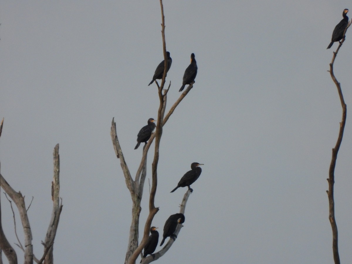 Great Cormorant (Australasian) - ML620701792