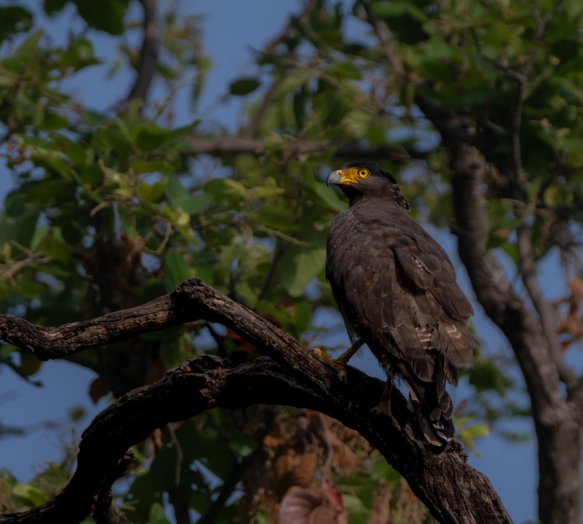 Haubenschlangenadler - ML620701794