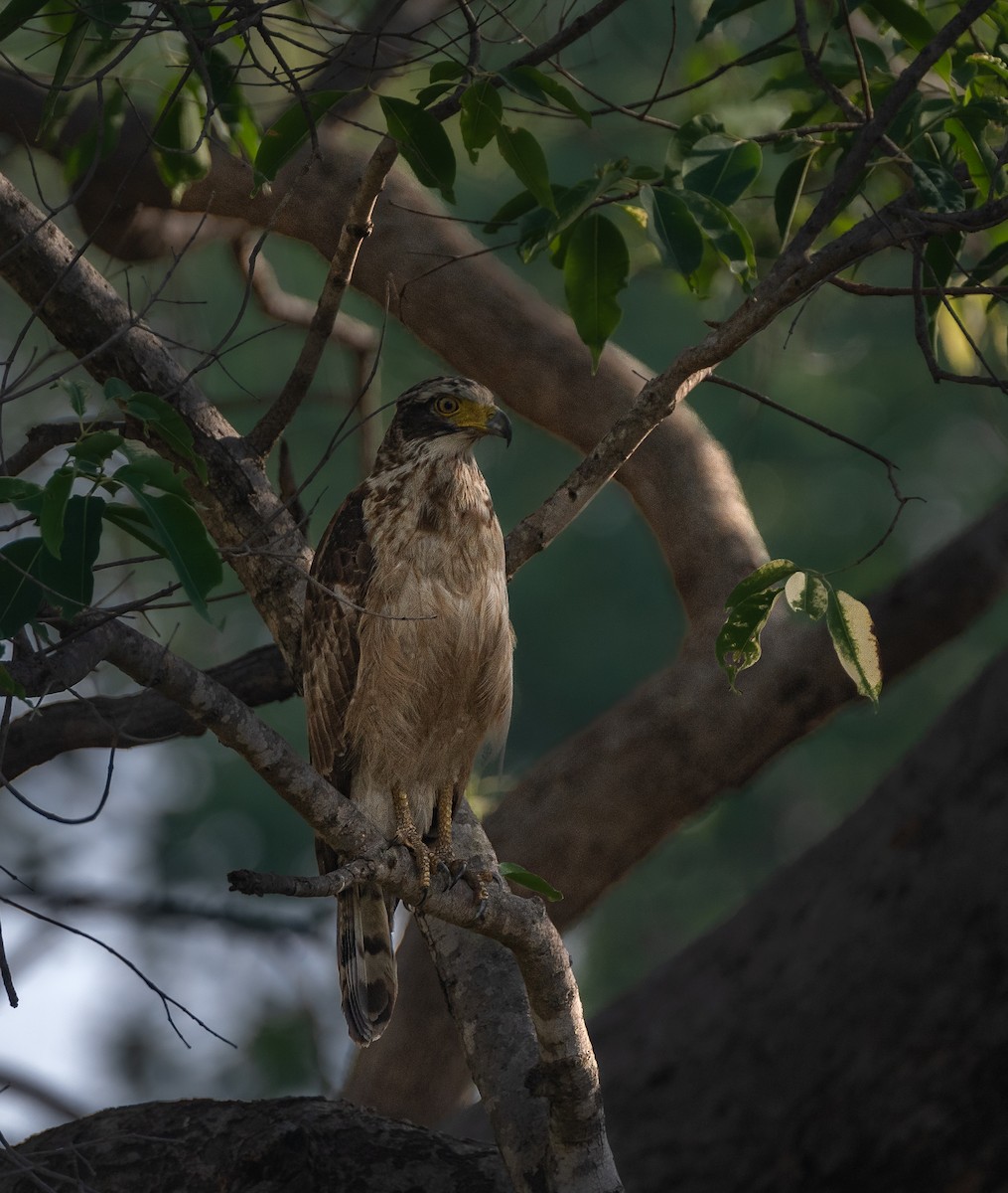 Crested Serpent-Eagle - ML620701795