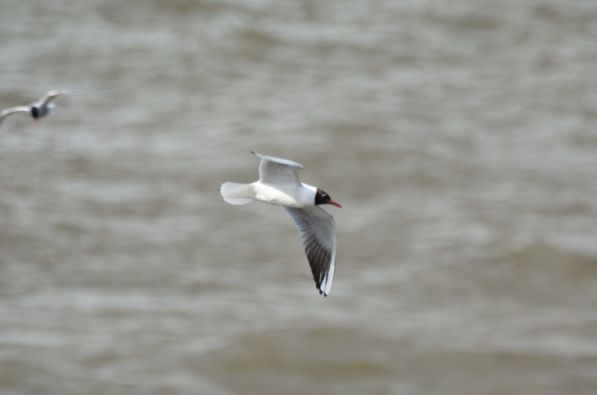 Black-headed Gull - ML620701797