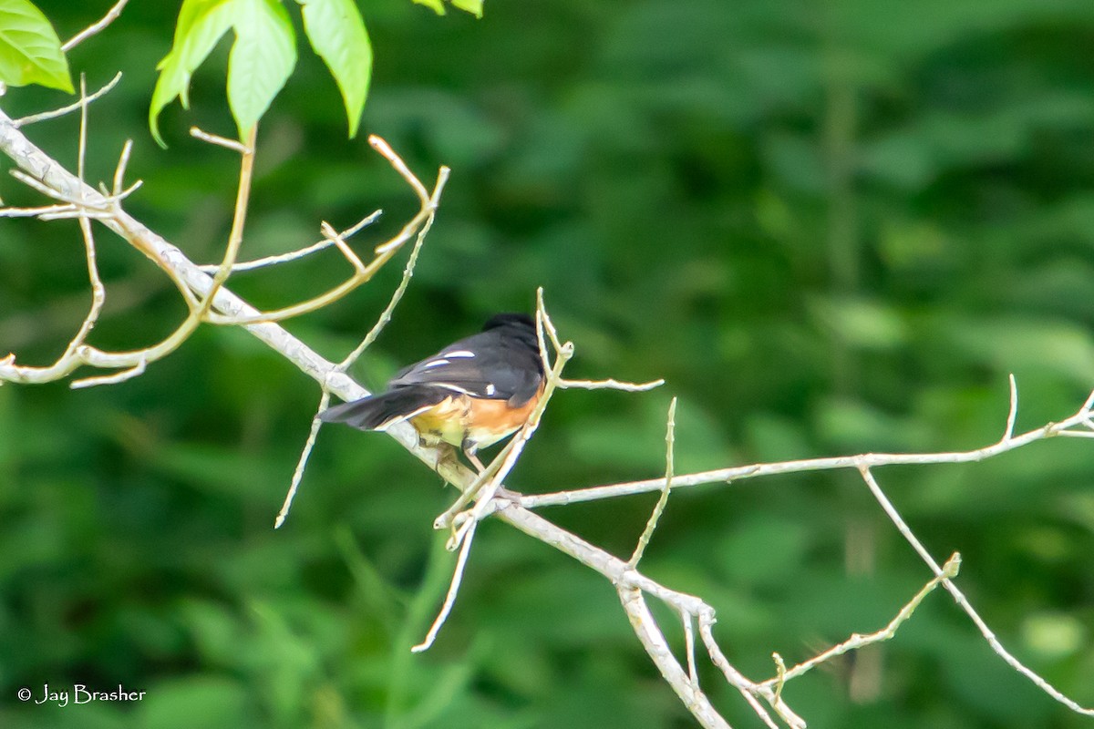 Eastern Towhee - ML620701798