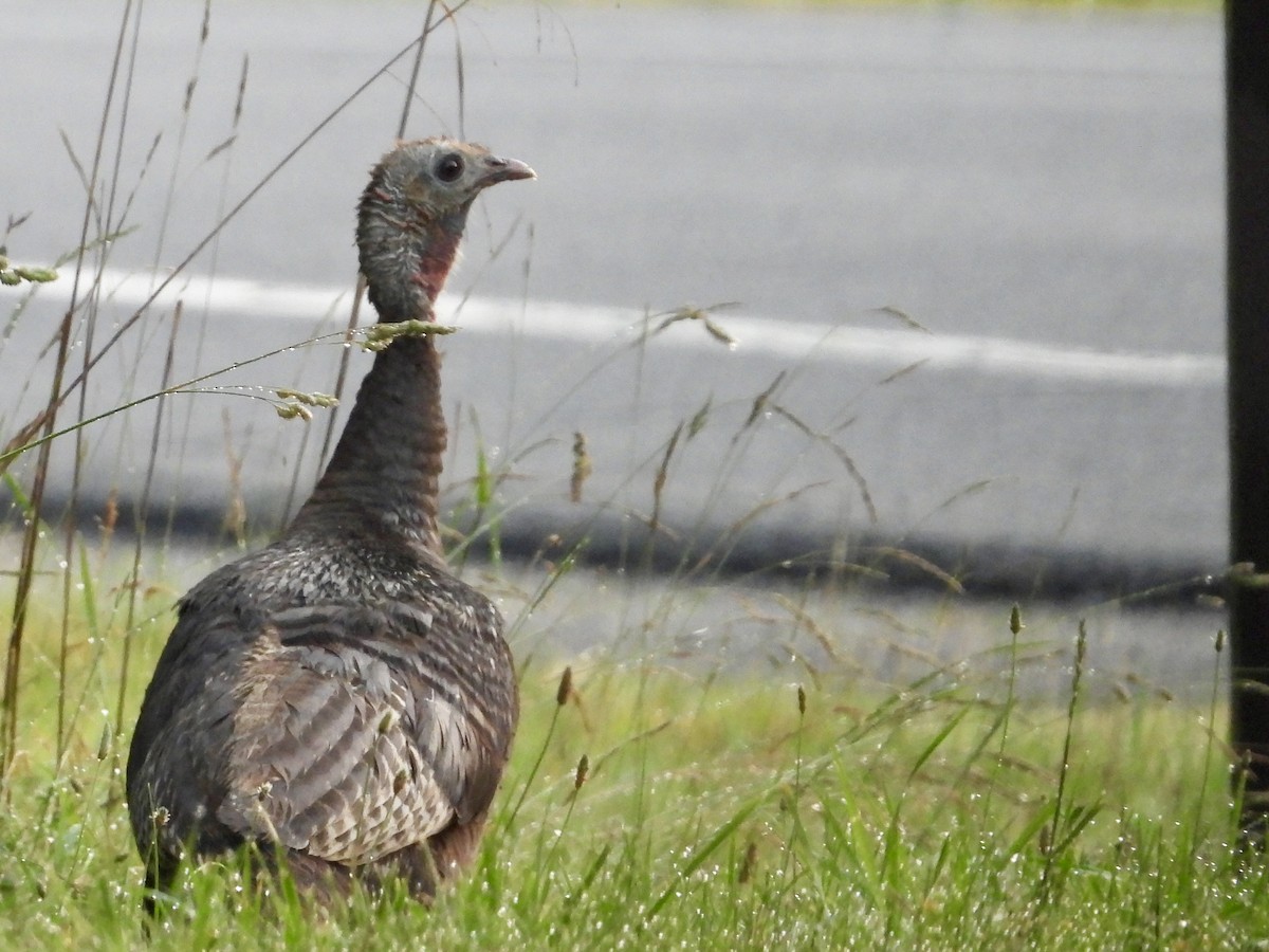 Wild Turkey - ML620701801