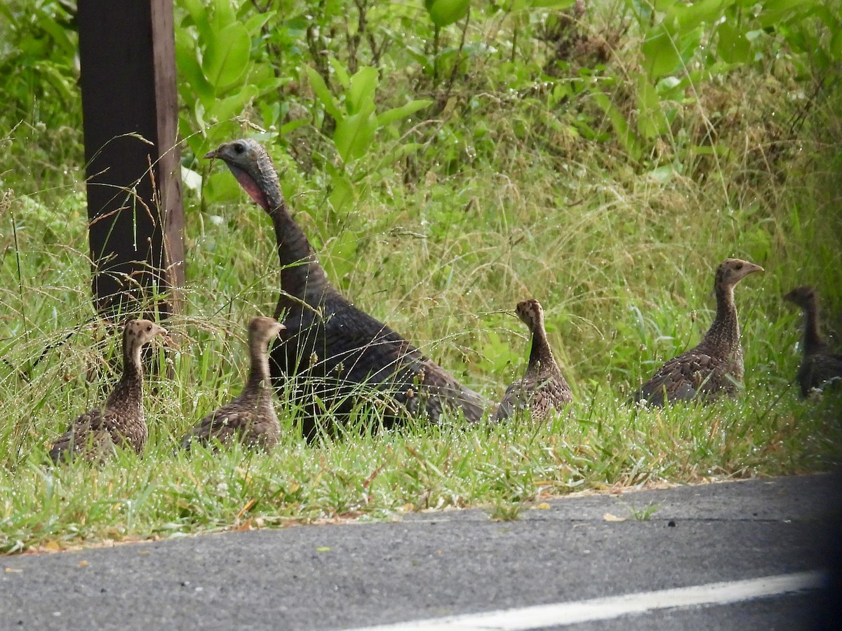 Wild Turkey - ML620701802