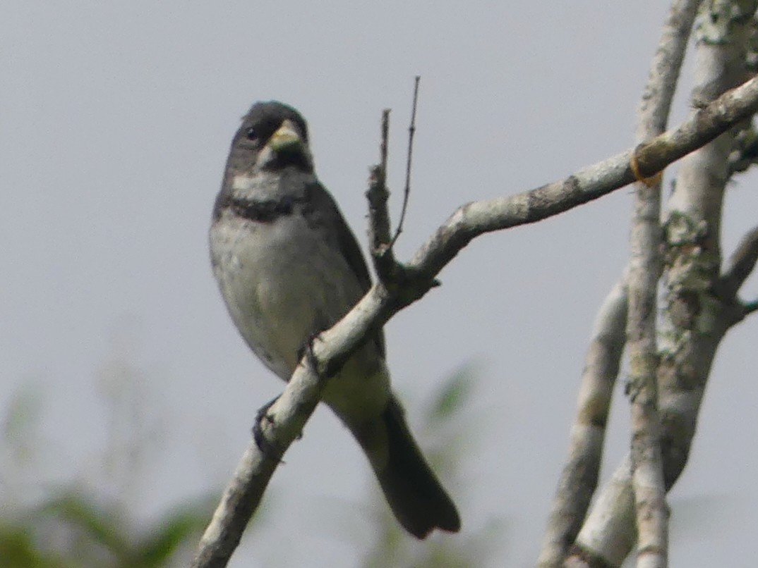 Double-collared Seedeater - ML620701804