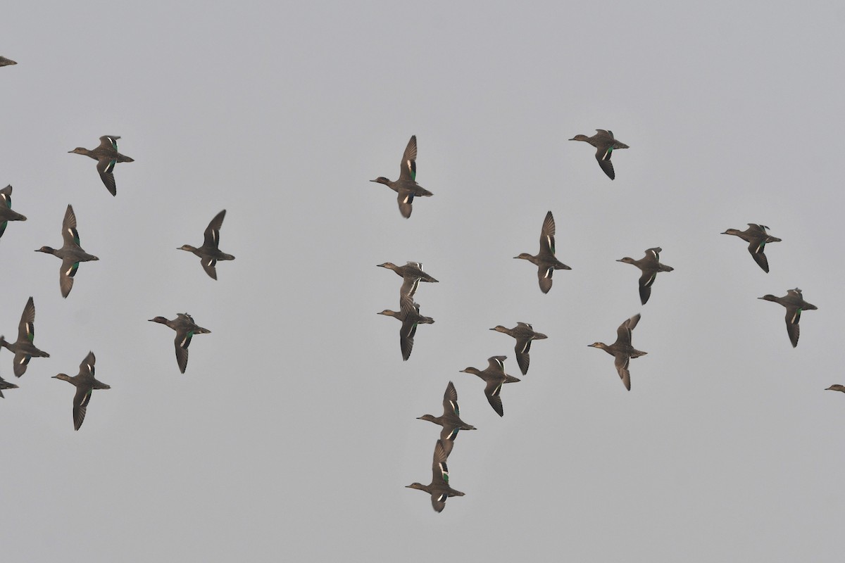 Green-winged Teal - ML620701808