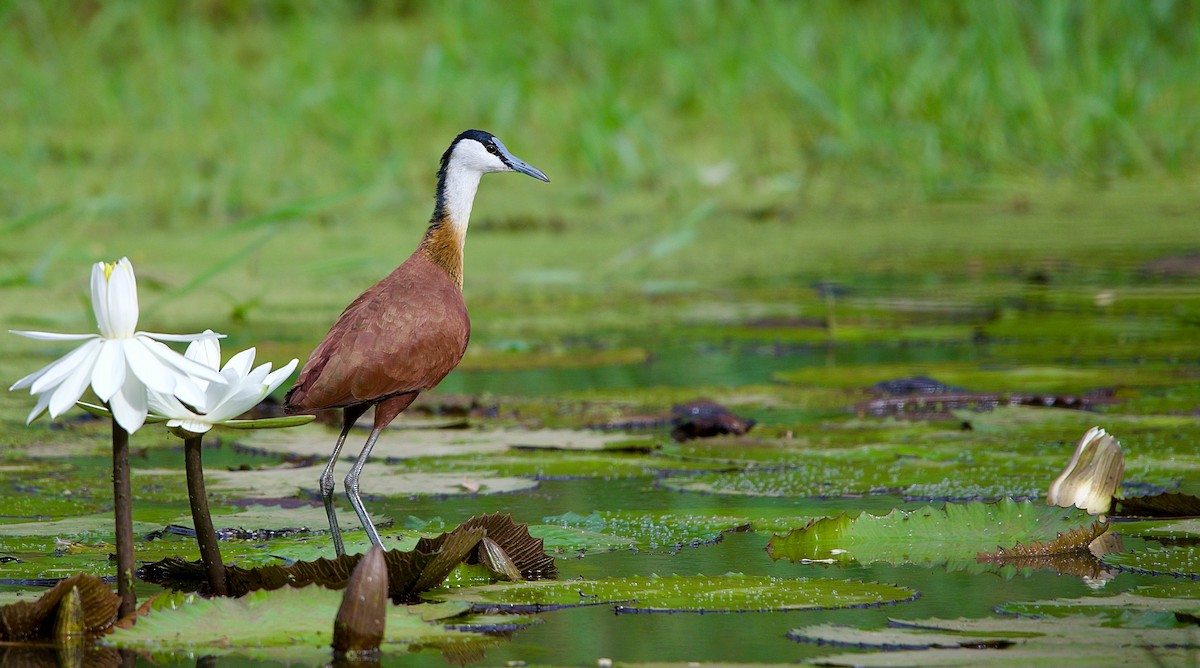 Jacana à poitrine dorée - ML620701814