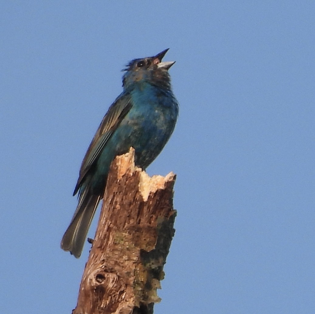 Indigo Bunting - ML620701815