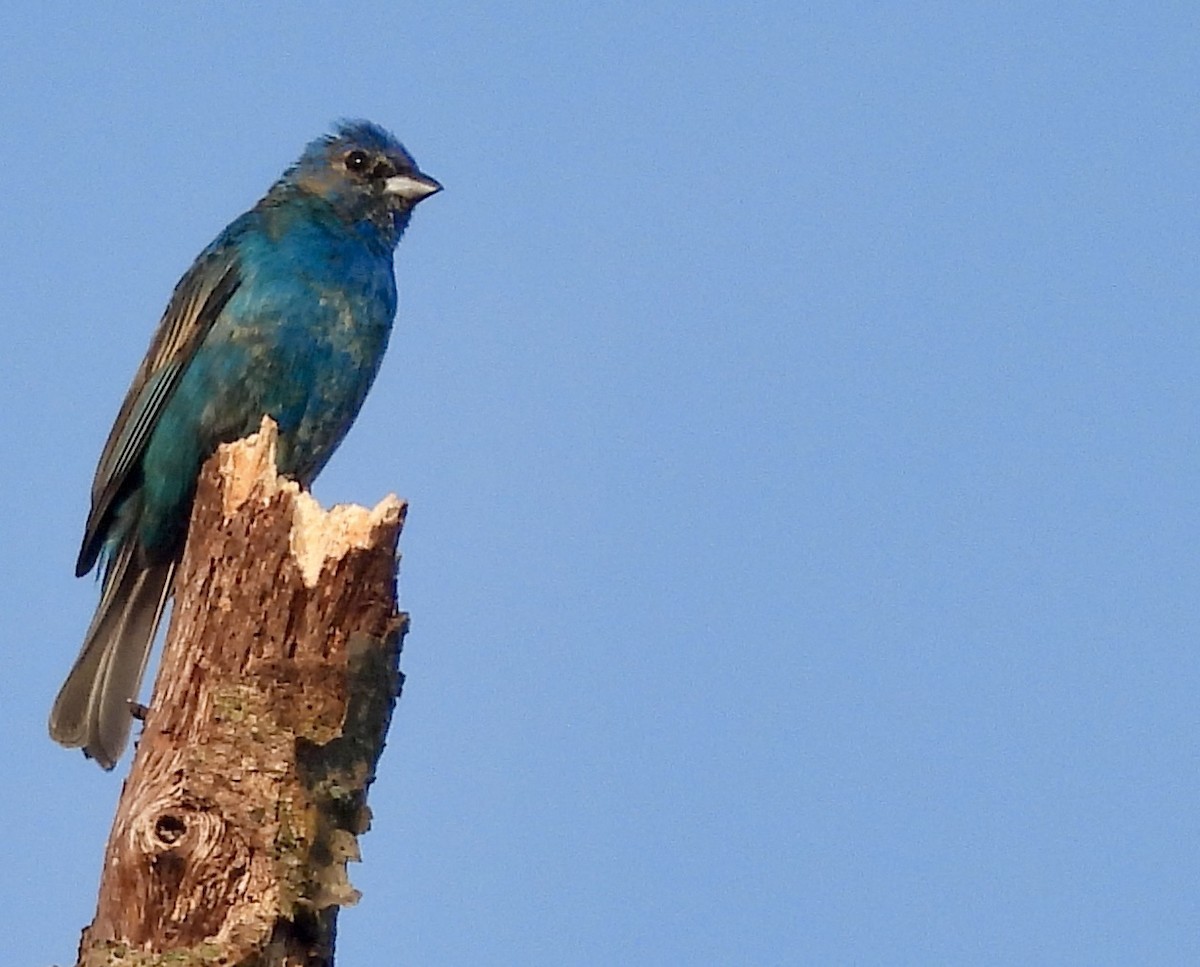 Indigo Bunting - ML620701816